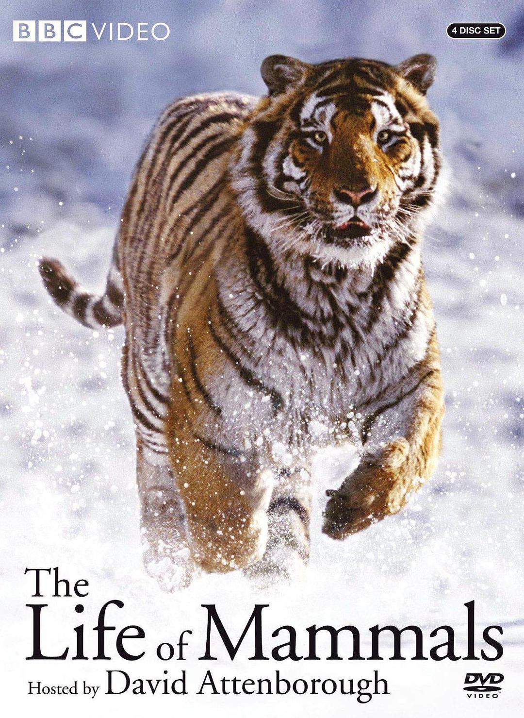BBC纪录片:[哺乳类全传]/The Life of Mammals (2002) 全10集 无字幕 [MKV格式][720P高清]6527 作者:sky 帖子ID:247943 
