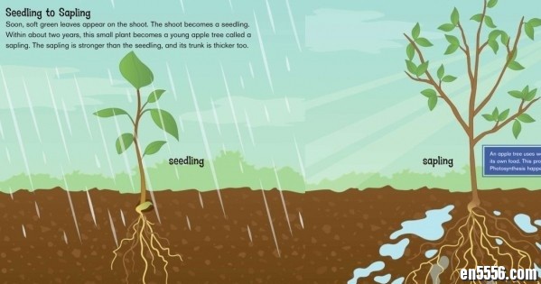 from seed to apple tree 英语原版绘本课外知识7557 作者:one 帖子ID:248576 