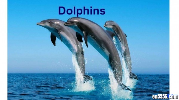 Dolphin Story 英语原版绘本8803 作者:one 帖子ID:248645 
