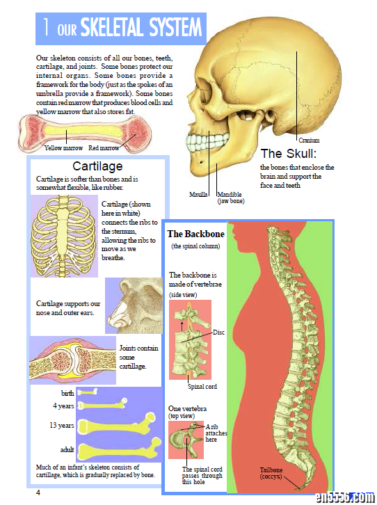 Usborne人体科普类: The Usborne Complete Book of the Human Body + Human Body System 高清PDF9755 作者:one 帖子ID:249583 