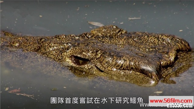 BBC纪录片：鳄鱼的秘密生活 BBC The Secret World Of Crocodiles With Ben Fogle [国语音轨中字内嵌]3796 作者:one 帖子ID:249802 