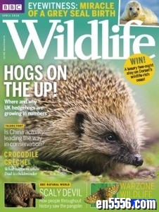 BBC Wildlife 野生动物杂志 2018年(12本)2929 作者:one 帖子ID:250328 