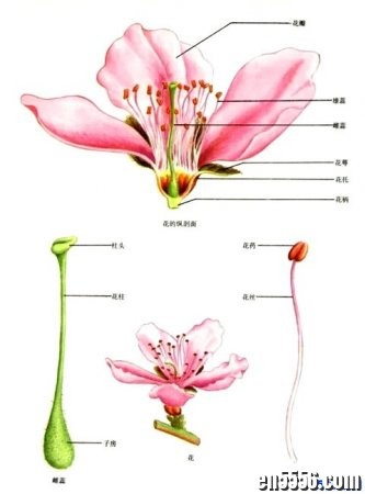 科学启蒙之植物小百科+科普视频资源 英语动画视频6607 作者:one 帖子ID:251411 