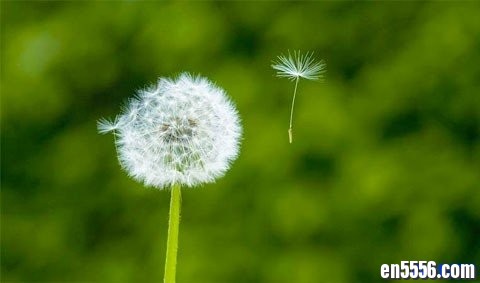 科学启蒙之植物小百科+科普视频资源 英语动画视频8666 作者:one 帖子ID:251411 