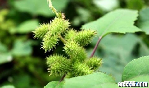 科学启蒙之植物小百科+科普视频资源 英语动画视频4992 作者:one 帖子ID:251411 