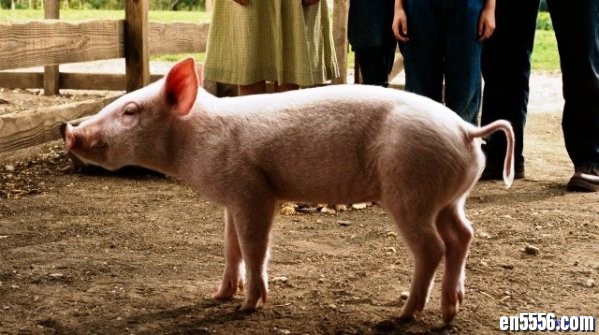 可以看一辈子的电影《夏洛的网》（Charlotte’s Web）百度云网盘6589 作者:one 帖子ID:252643 