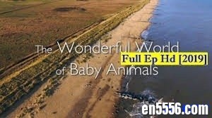 2019高清系列“可爱的动物小崽子”“Wonderful World of Baby Animals”，中英字幕3374 作者:one 帖子ID:252877 