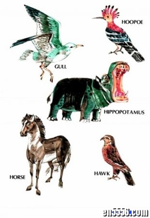 原版字典 DK My First Book of Animals and Birds 首部动物和鸟类书 PDF6429 作者:one 帖子ID:254788 