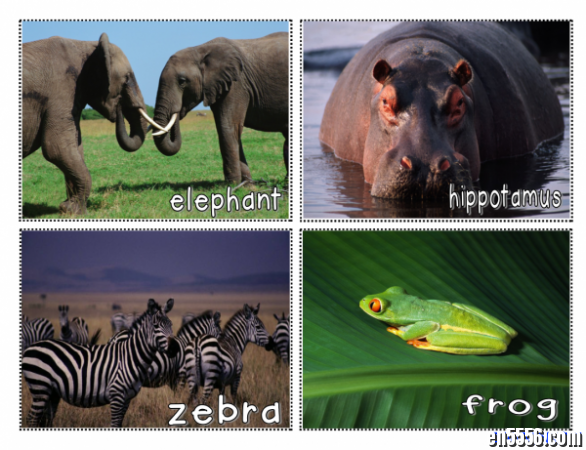亲子互动 动物卡片 Animal Pic Cards / 百度网盘2767 作者:one 帖子ID:255040 