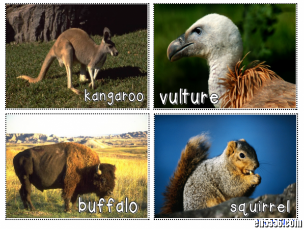 亲子互动 动物卡片 Animal Pic Cards / 百度网盘599 作者:one 帖子ID:255040 