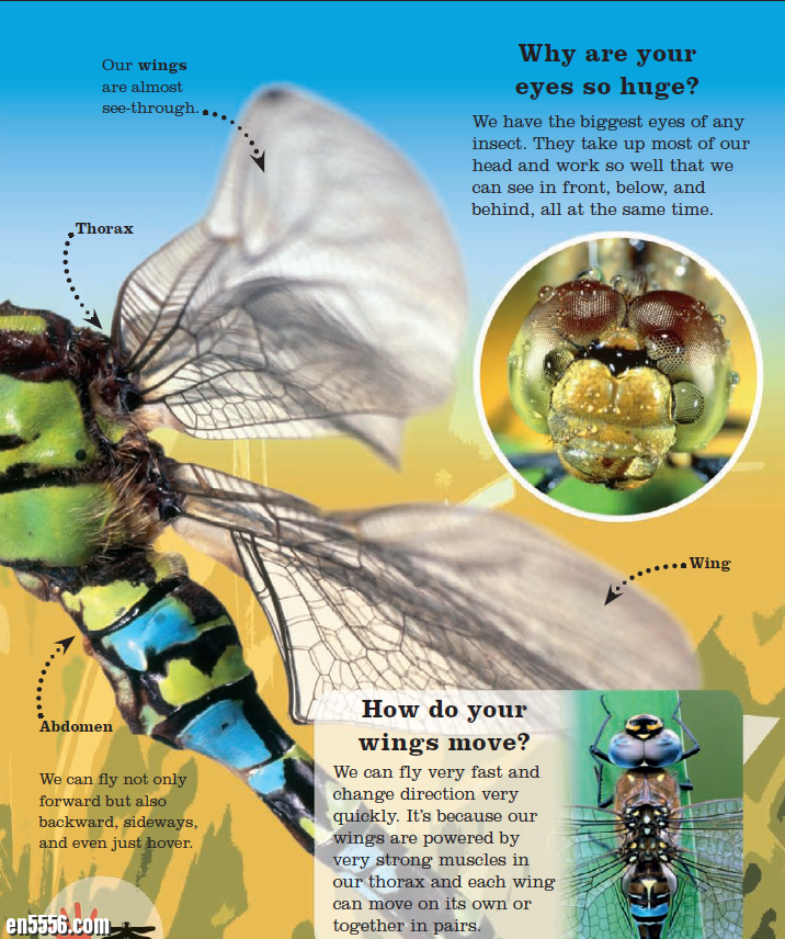 Ask a Bug by DK Publishing 问问虫子 DK出版社7352 作者:lj007008 帖子ID:257481 