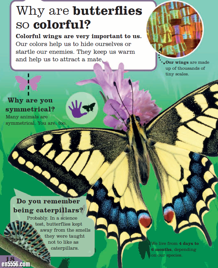 Ask a Bug by DK Publishing 问问虫子 DK出版社7028 作者:lj007008 帖子ID:257481 