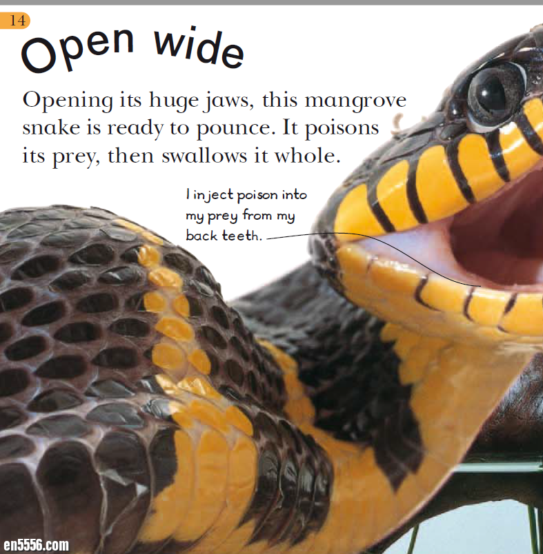 Reptiles (Look Closer) 22页 by DK Publishing出版社4319 作者:lj007008 帖子ID:257485 