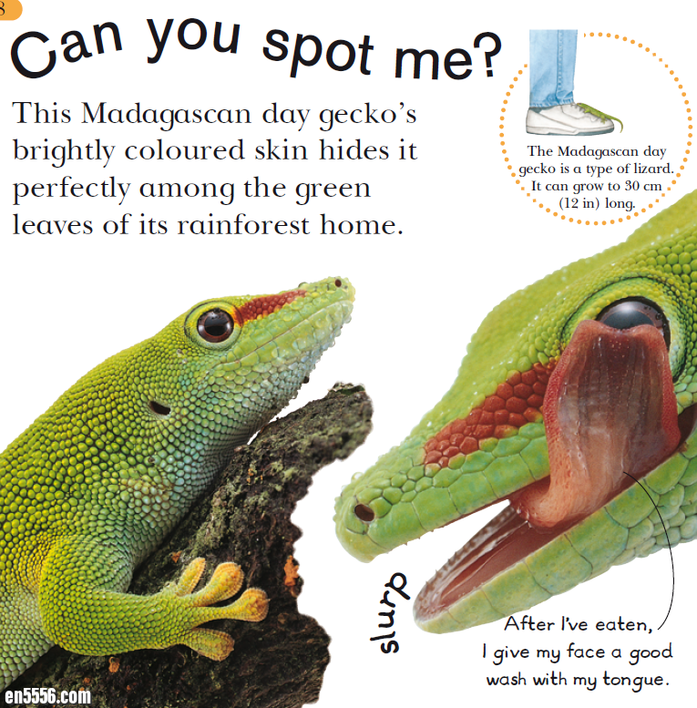Reptiles (Look Closer) 22页 by DK Publishing出版社8436 作者:lj007008 帖子ID:257485 