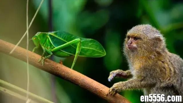 Tiny World 小小世界 （第一季全 2160P)  BBC落伍了，苹果这部最新纪录片一上线就惊艳了世界！豆瓣9.5分 百度云网盘6505 作者:wx_323ae2b5ad 帖子ID:258930 