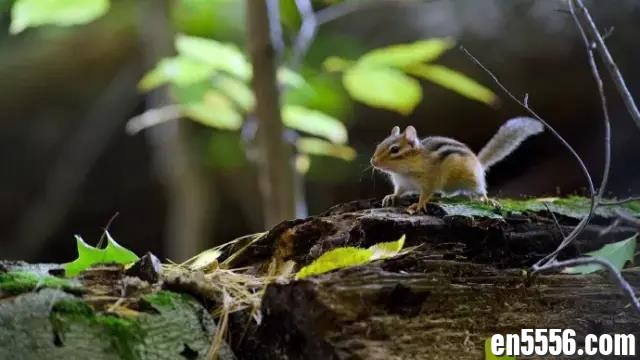 Tiny World 小小世界 （第一季全 2160P)  BBC落伍了，苹果这部最新纪录片一上线就惊艳了世界！豆瓣9.5分 百度云网盘9828 作者:wx_323ae2b5ad 帖子ID:258930 
