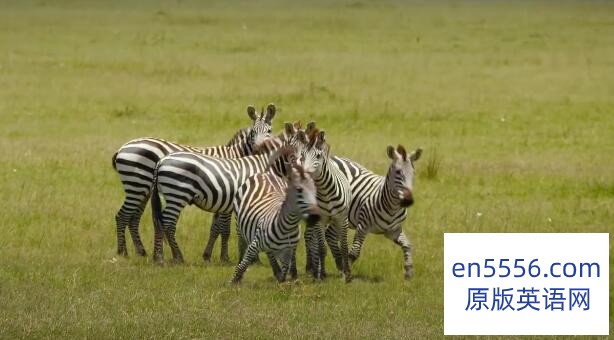 Life in Color with David Attenborough (2021)  Season 1 - 第1季全，第1-3集 1080P,内置多国语言可选字幕1130 作者:沁月紫寒 帖子ID:260875 