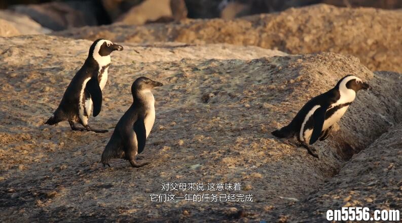 Penguin Town 企鹅小镇 第1季全 第1-8集 1080p蓝光 内置多国语言字幕(包括中英文字幕)893 作者:维他命 帖子ID:262057 