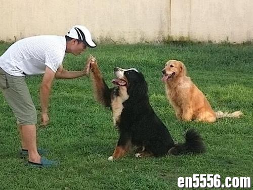 如何训狗和纠正狗狗的不良习惯（视频教学）195 作者:wx_3398a0e13a 帖子ID:263120 