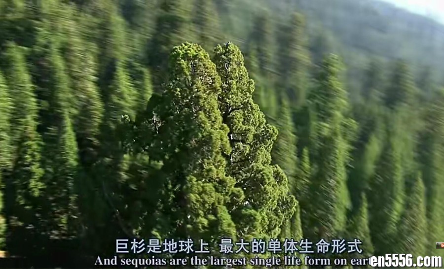 BBC纪录片：植物之歌.720p.中英双字幕.共三集.9088 作者:蚂蚁爱天下 帖子ID:264327 