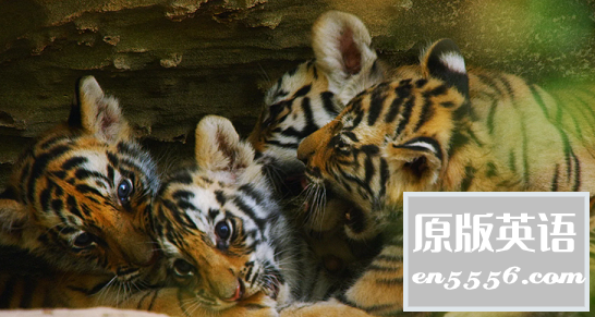BBC纪录片《动物王朝》720P 中英字幕3023 作者:joyous 帖子ID:264660 
