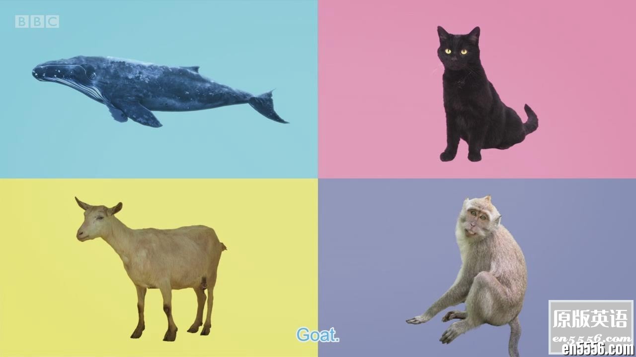 【全网独家】BBC幼儿英语启蒙动画Yakka Dee 1-5季+特别版视频+音频5850 作者:conankang 帖子ID:265848 