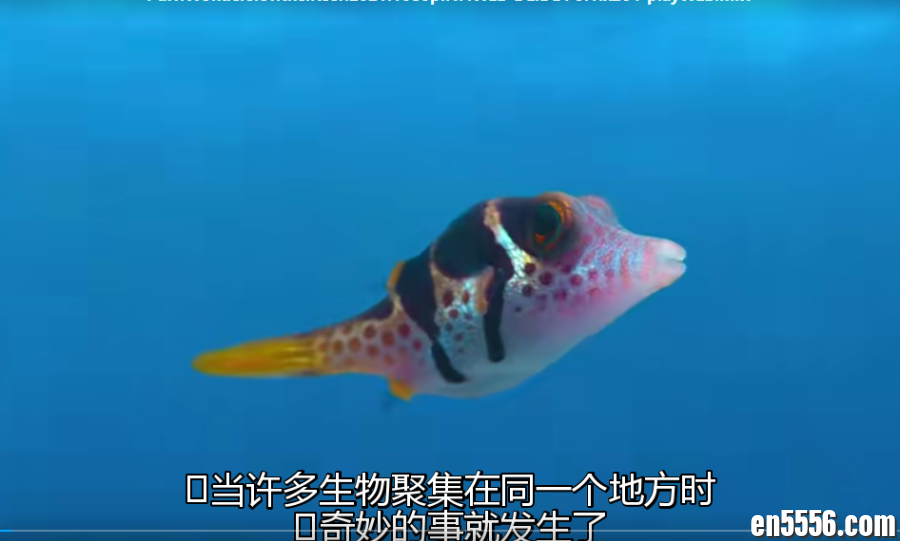 [英语纪录片] 河豚视角：惊艳珊瑚礁[中英双语] [1080p]2448 作者:wx_e5ac3aa1ac 帖子ID:268807 