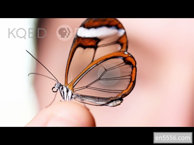 Deep Look 科学短视频 含英文字幕 精选100集 高清近距观察惊奇的生物世界186 作者:wx_fdccc7be60 帖子ID:269820 