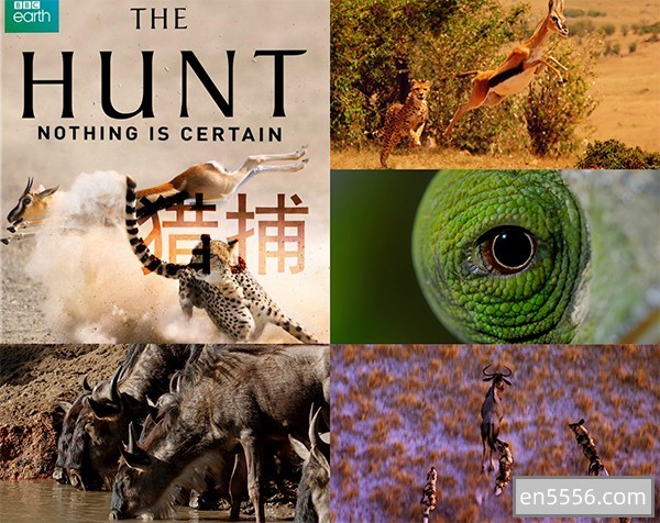 【BBC 鸿片巨制】[猎捕 Hunt. 50G. 1080P] 迅雷云盘高速下载  全7集 蓝光碟BD 【配双语字幕文件】8488 作者:会飞的鸟 帖子ID:270347 