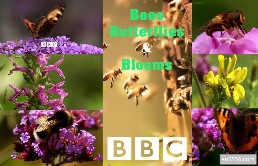 【BBC 精品 BBC.Bees.Butterflies.and.Blooms】 全三集 HDTV 高速下载6968 作者:会飞的鸟 帖子ID:270370 