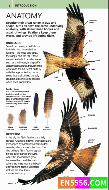 DK高清彩色PDF-nature guide birds   2012年 儿童喜欢的有关鸟的读物4264 作者:jzp 帖子ID:272995 