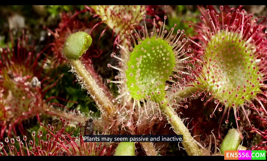 Kingdom of Plants 3D 植物王国 第1季全 第1-3集 1080p 外挂英文字幕 BBC自然类纪录片5366 作者:英语小助手 帖子ID:274982 