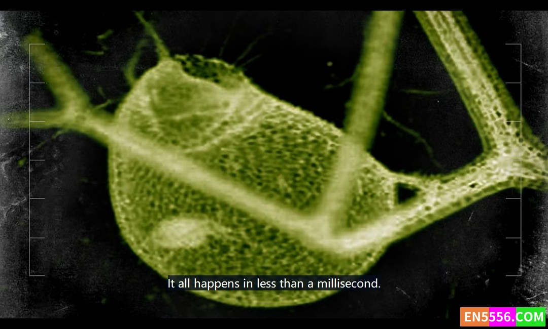 Kingdom of Plants 3D 植物王国 第1季全 第1-3集 1080p 外挂英文字幕 BBC自然类纪录片3987 作者:英语小助手 帖子ID:274982 