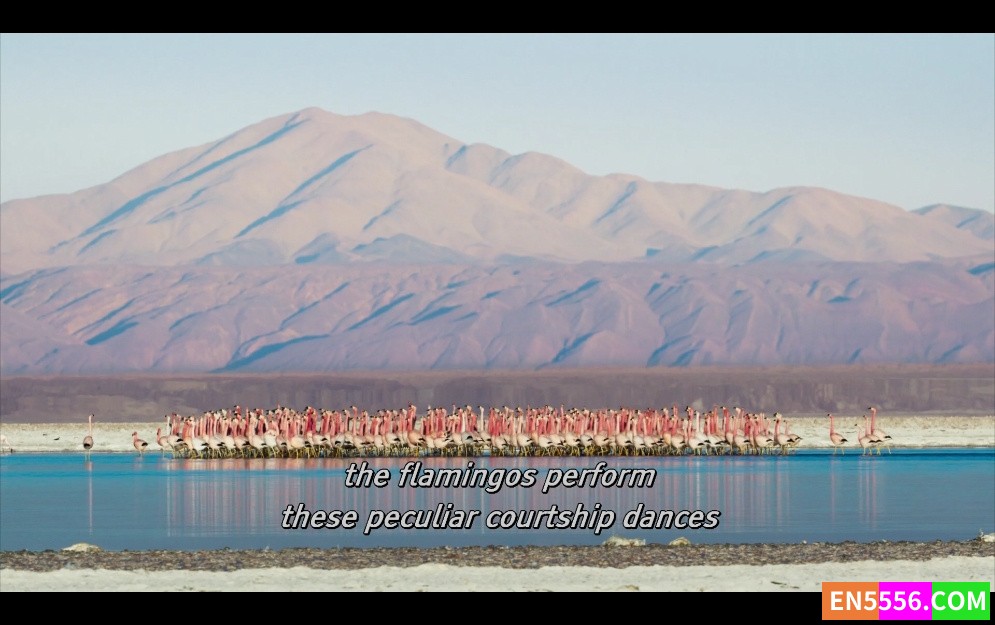 Planet Earth 地球脉动 第1-2季全 共17集 1080p 外挂英文字幕1562 作者:英语小助手 帖子ID:275468 