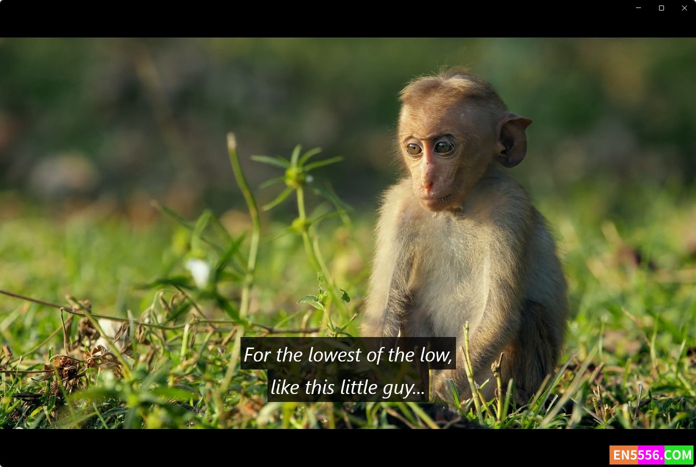 Disneynature: Growing Up Wild (2016) 大自然成长记 1080p, mp4, srt外挂英文字幕1304 作者:英语小助手 帖子ID:276280 