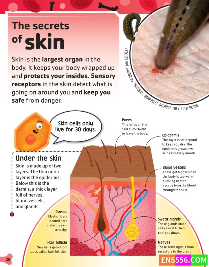 The Body Book - DK 电子书pdf4765 作者:英语小助手 帖子ID:276435 