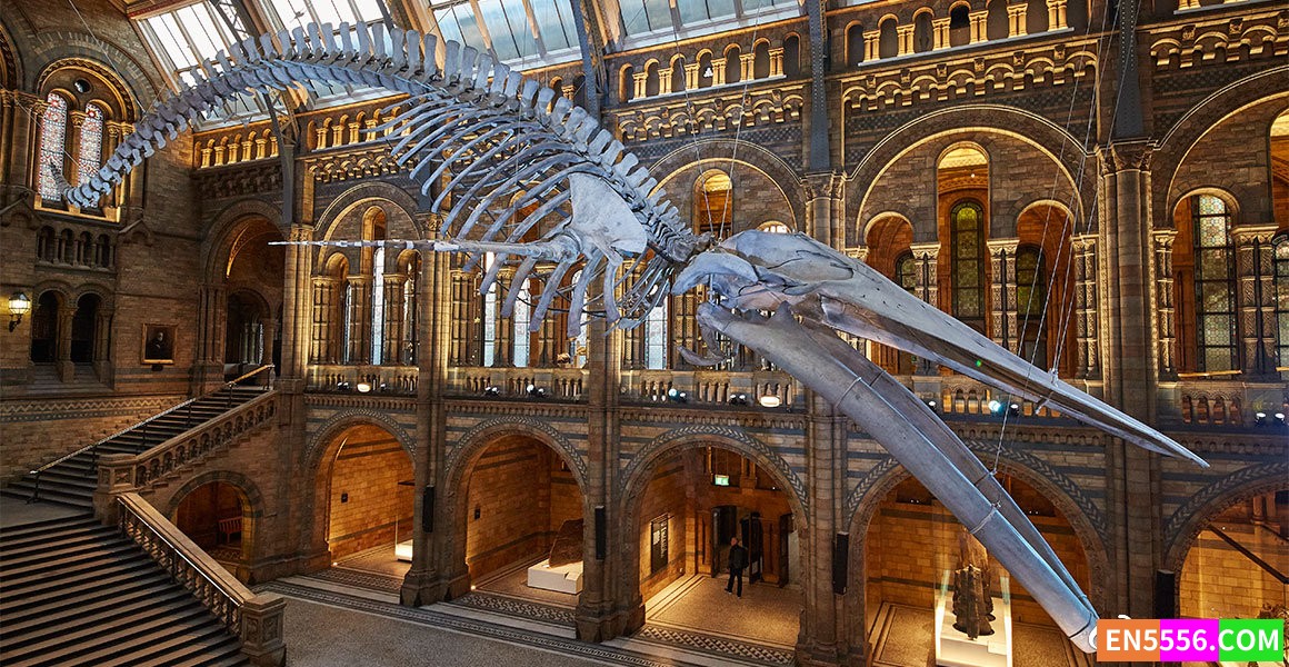 Natural History Museum: World of Wonder 英国自然历史博物馆: 神奇世界 第1季全 第1-4集 1080P 内置英文字幕301 作者:英语小助手 帖子ID:279325 