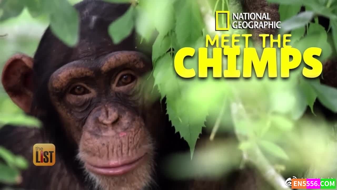 Meet the Chimps 遇见猩猩 第1季全 第1-6集 720P 内置英文字幕6789 作者:英语小助手 帖子ID:279404 