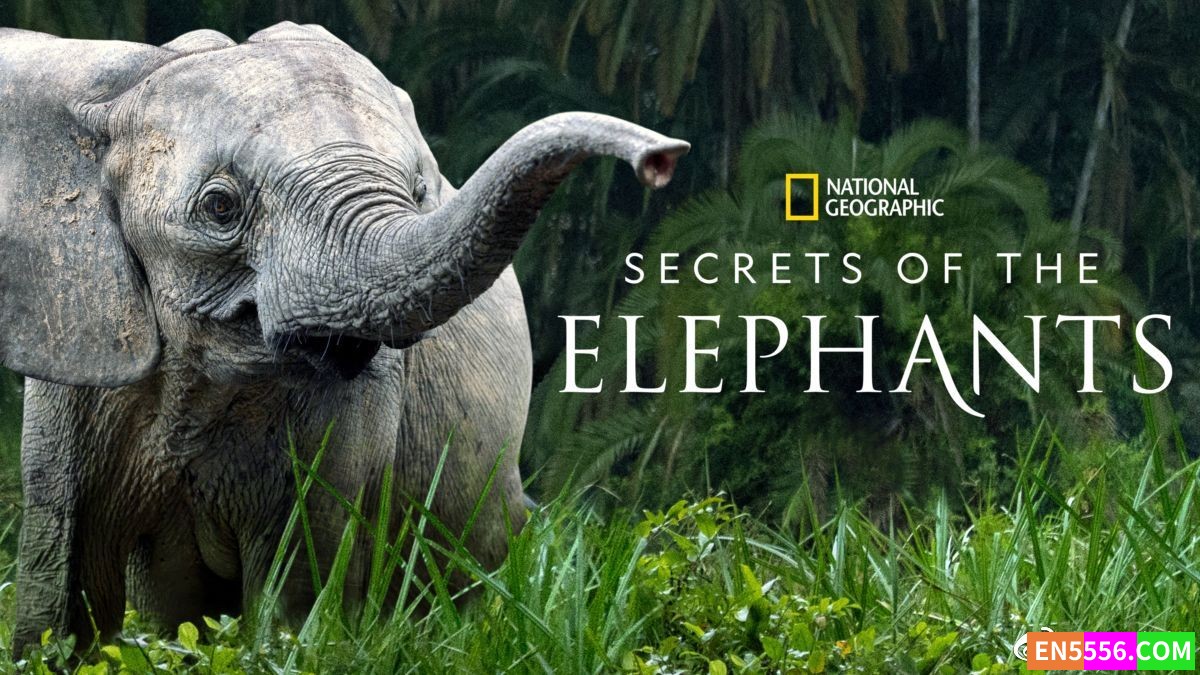 Secrets of the Elephants 大象的秘密 第1季全 第1-4集 1080P 内置英文字幕6601 作者:英语小助手 帖子ID:279420 