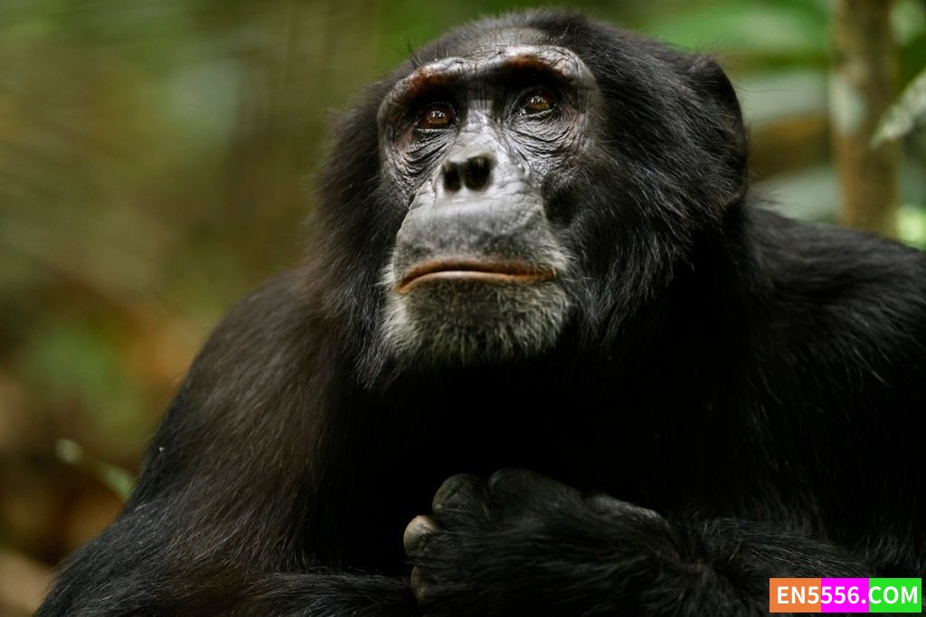 Chimp Empire 黑猩猩帝国 第1季全 第1-4集 内置中英文等多国语言字幕8429 作者:英语小助手 帖子ID:279423 