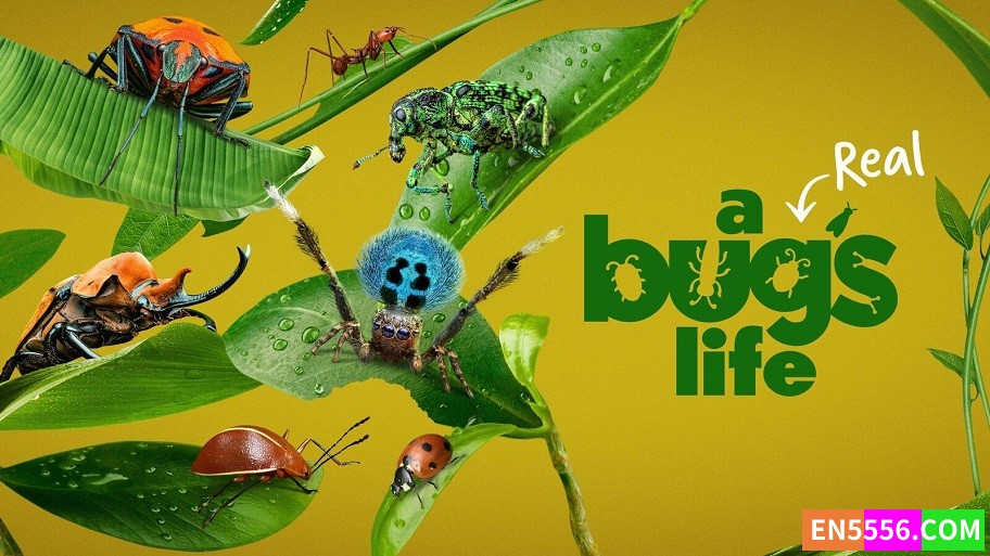 A Real Bug's Life 虫虫历险记 第1季全 第1-5集 1080p 内置中英文等多国语言可选字幕9146 作者:英语小助手 帖子ID:281548 