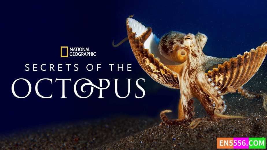 Secrets of the Octopus 章鱼之谜 第1季全 第1-3集 1080P 内置中英文可选字幕9277 作者:英语小助手 帖子ID:282399 